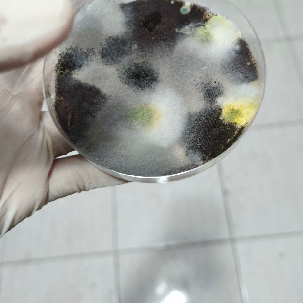 The living-area settle plate from the Taman Yarl unit on Day 5, very heavy dark and white fungal growth covering most of the dish