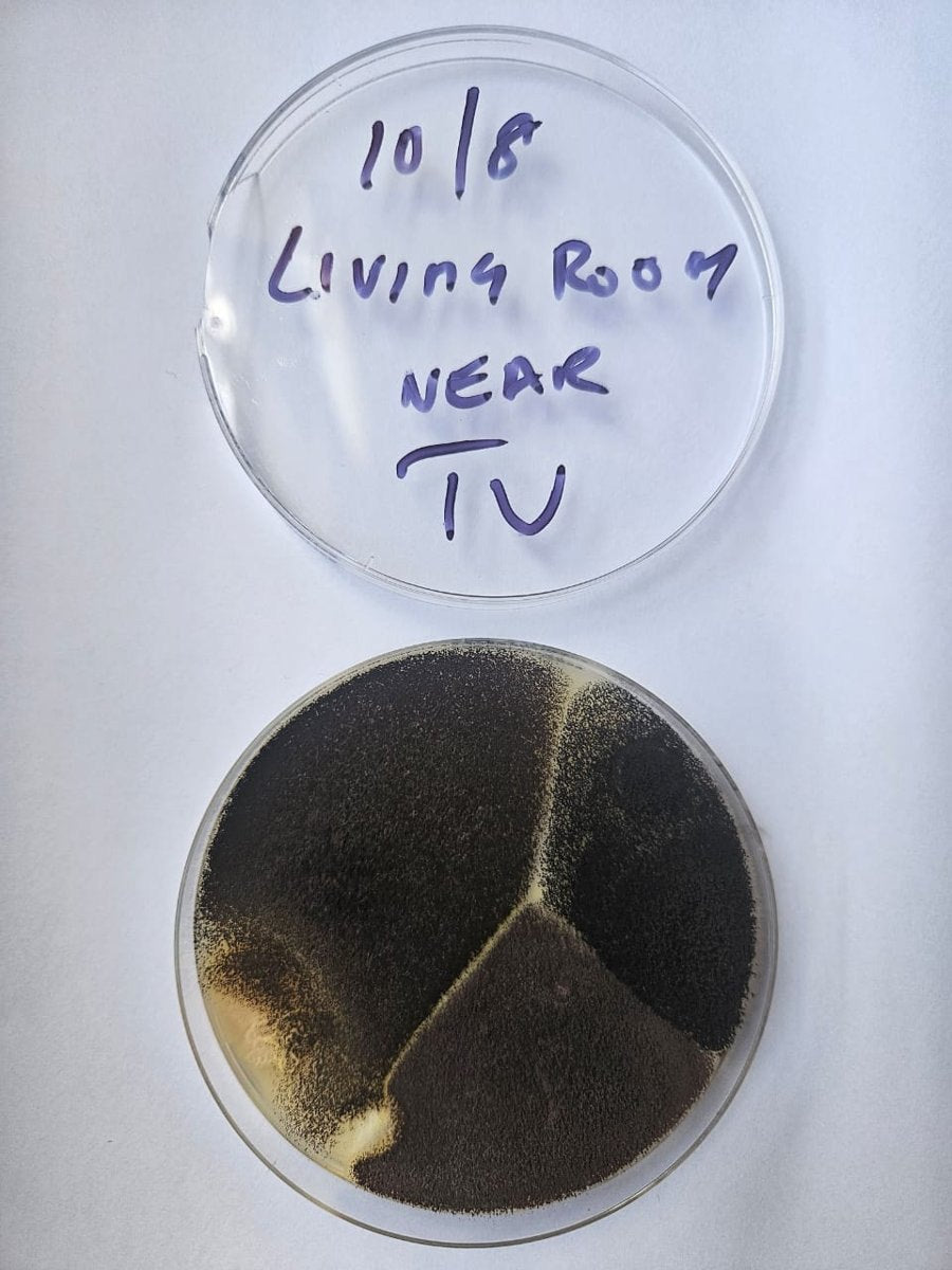 The living-room settle plate from the Subang Bestari apartment on Day 5, dense dark grey to black mould covering the whole dish