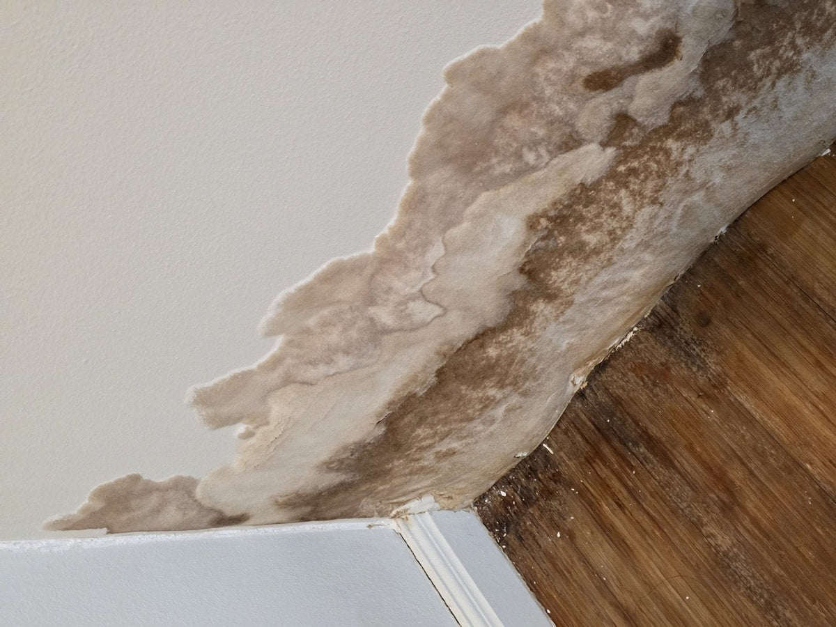 A wall in the Kenny Hills apartment with paint lifted in a continuous sheet from the skirting to hip height, the saturated plaster beneath stained brown and colonised