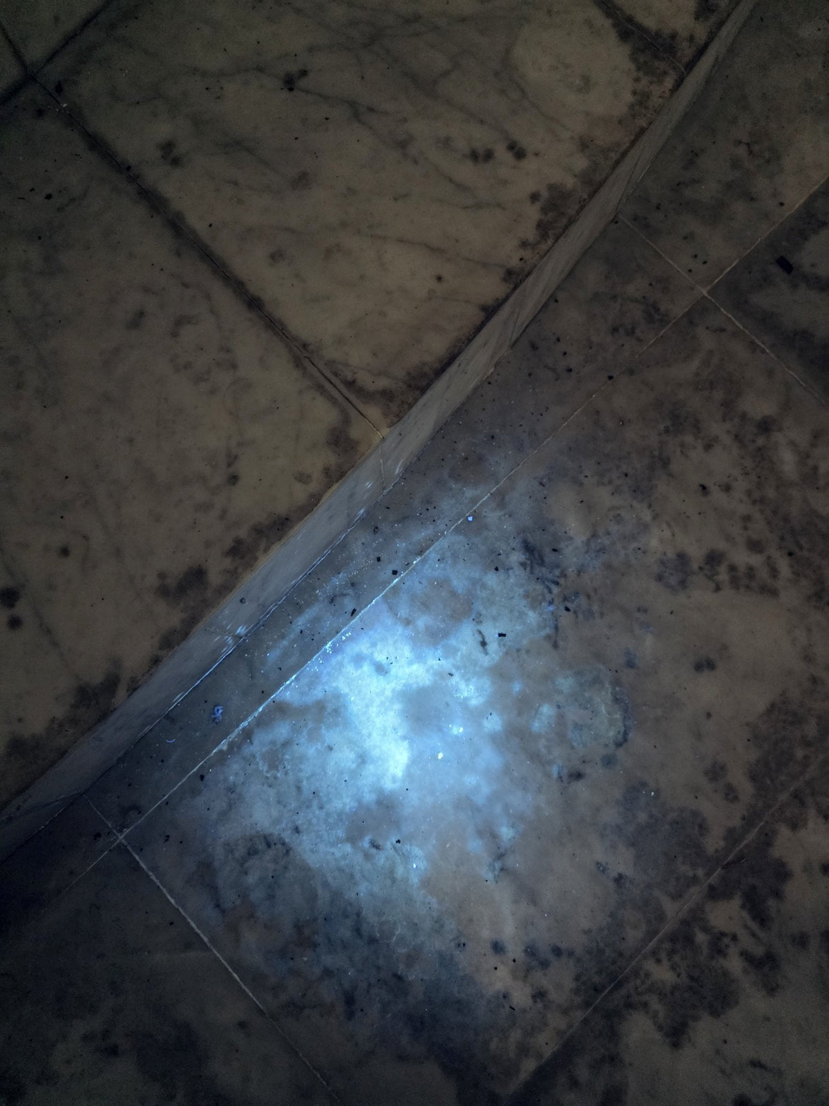 A tiled floor in the Bangsar house under ultraviolet light, growth tracking the grout lines and spreading across the tiles